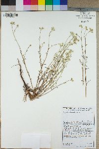 Cryptantha utahensis image