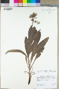 Cynoglossum occidentale image