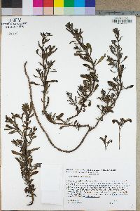 Heliotropium curassavicum image