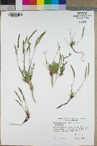 Boechera platysperma image