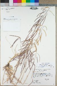 Boechera perennans image