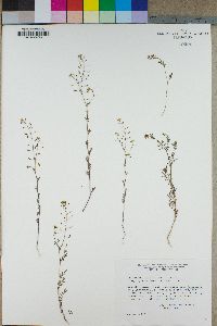 Descurainia pinnata subsp. glabra image