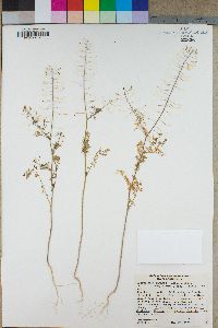 Descurainia pinnata subsp. glabra image