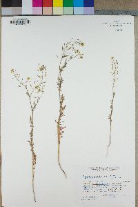 Descurainia pinnata subsp. glabra image