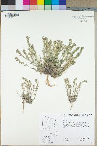 Draba breweri image