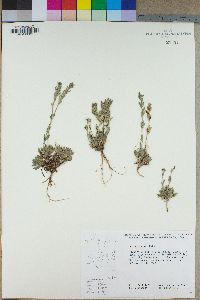 Draba breweri image