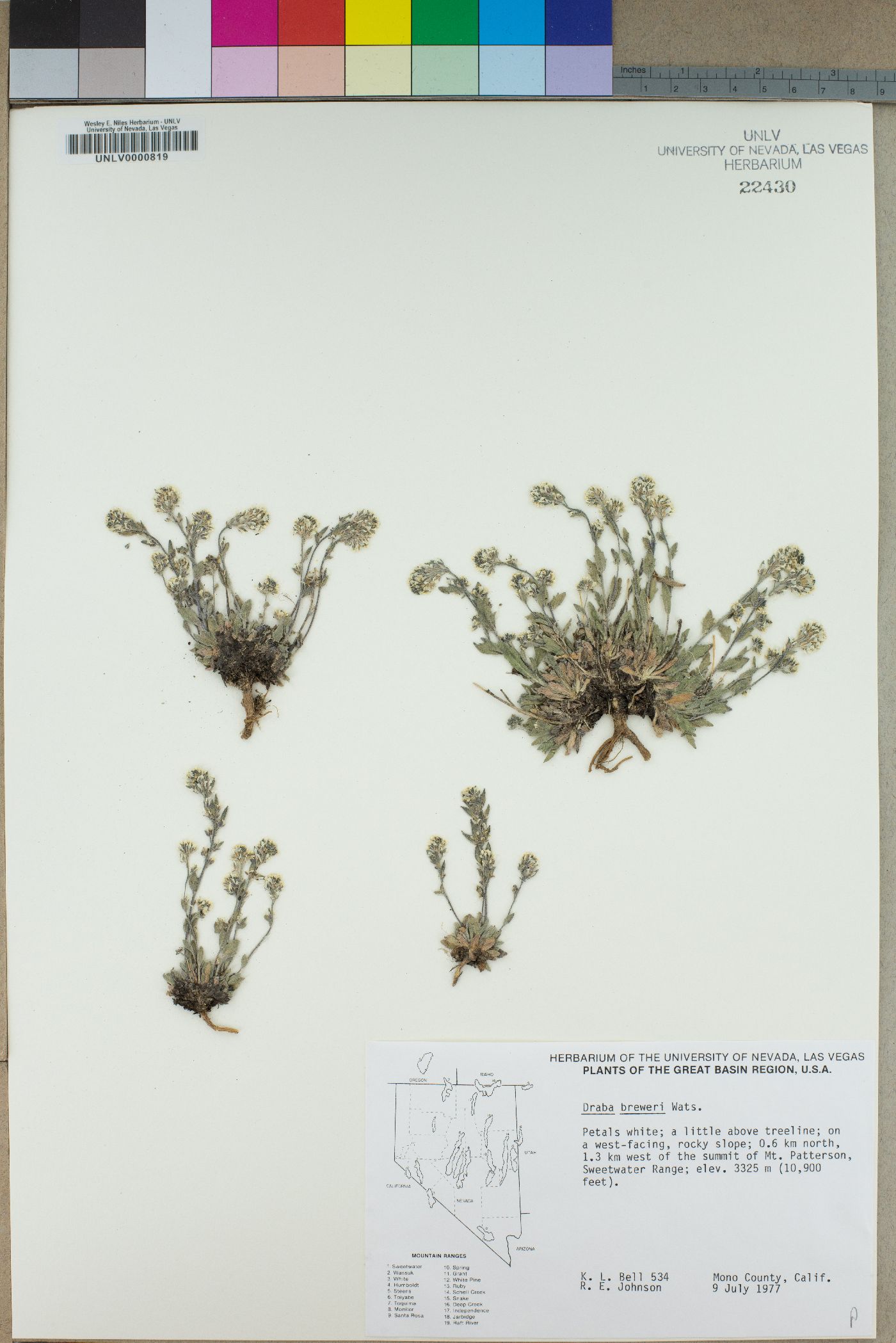 Draba breweri image