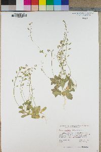 Draba cuneifolia image