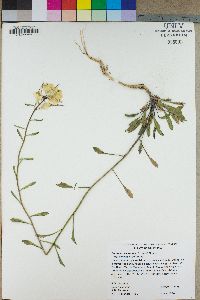 Erysimum capitatum subsp. perenne image