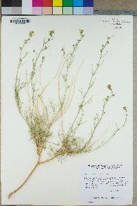 Lepidium fremontii image