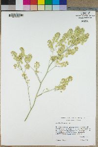 Lepidium fremontii image