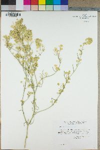 Lepidium fremontii image