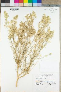 Lepidium fremontii image