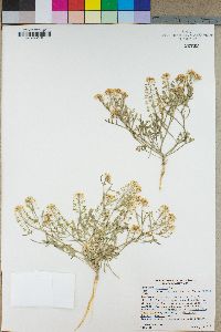 Lepidium montanum var. cinereum image