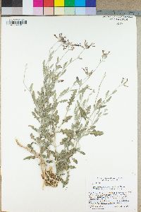 Lyrocarpa coulteri var. palmeri image