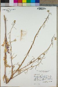 Sisymbrium altissimum image