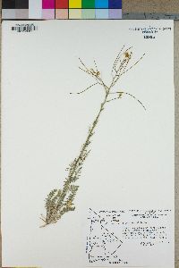 Sisymbrium altissimum image