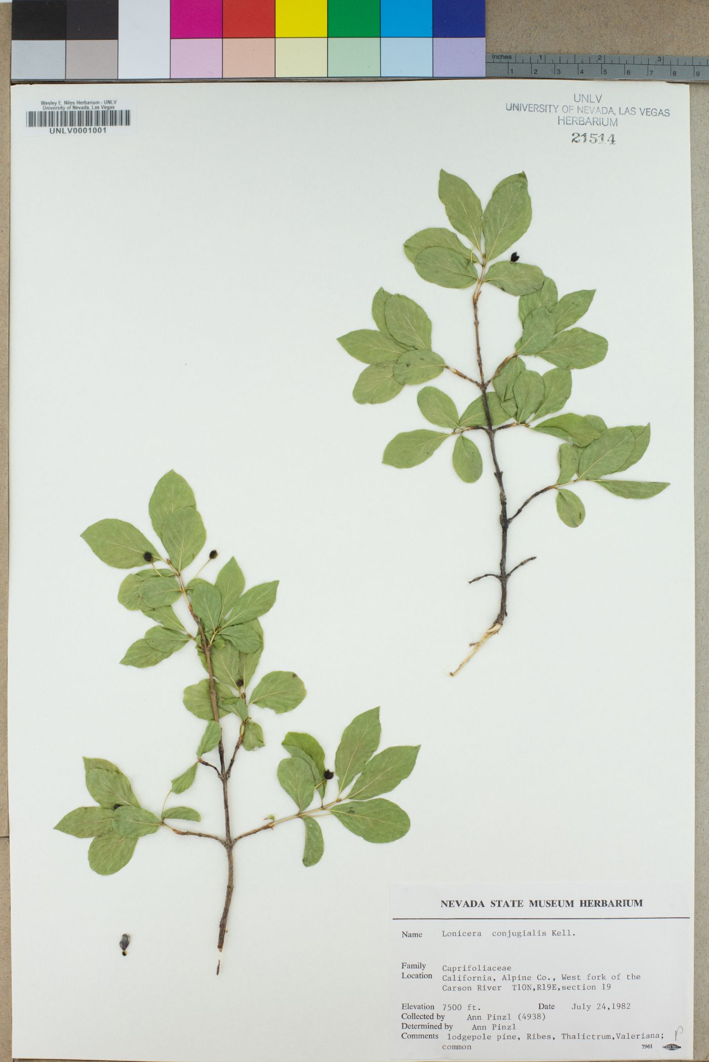 Lonicera conjugialis image