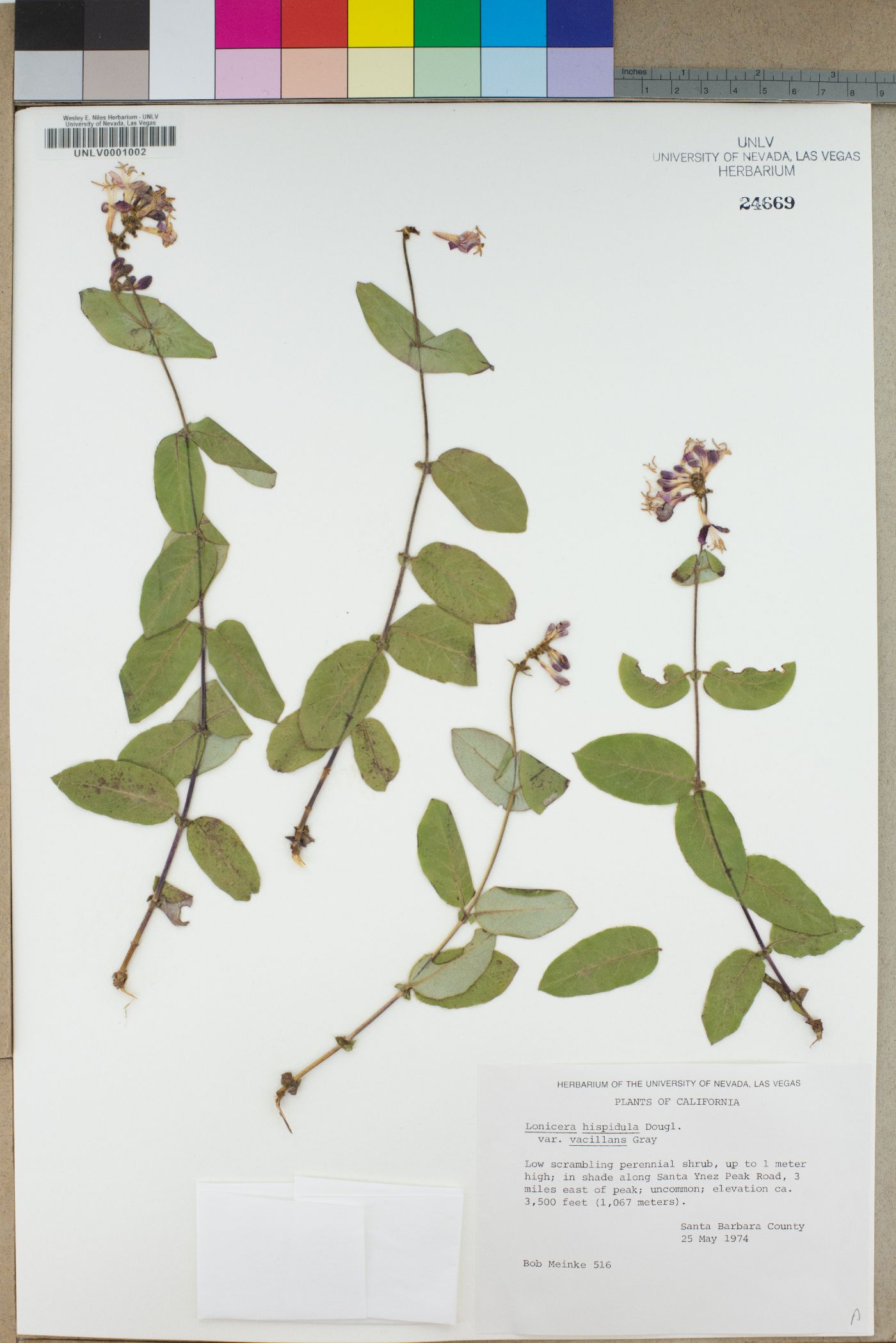 Lonicera hispidula var. vacillans image