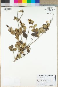 Lonicera subspicata image