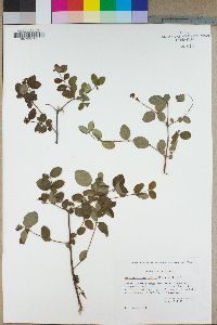 Symphoricarpos mollis image