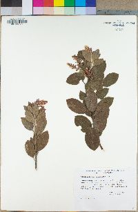 Arctostaphylos columbiana image