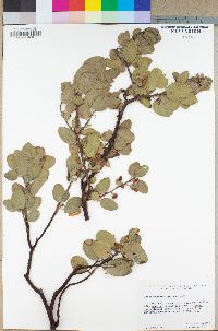 Arctostaphylos glauca image