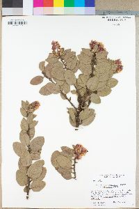 Arctostaphylos pringlei image