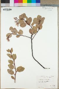 Arctostaphylos viscida image