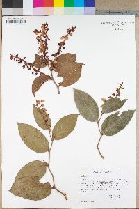 Gaultheria shallon image