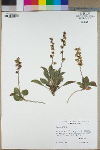 Pyrola asarifolia image