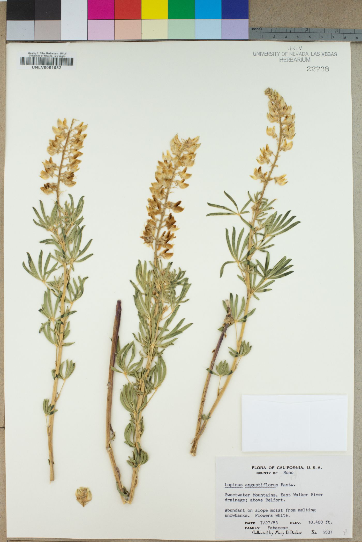 Lupinus angustiflorus image