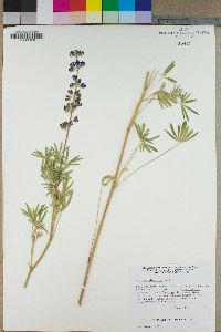 Lupinus alpestris image