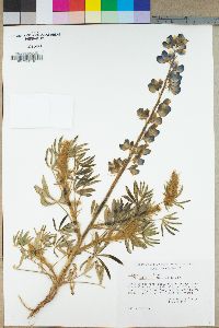 Lupinus bicolor image