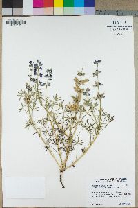 Lupinus bicolor image