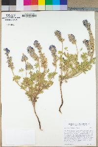 Lupinus culbertsonii image