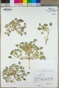 Lupinus concinnus subsp. concinnus image