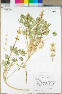 Lupinus densiflorus var. aureus image