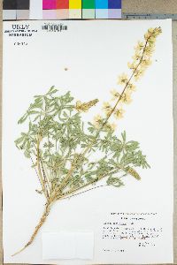 Lupinus densiflorus image