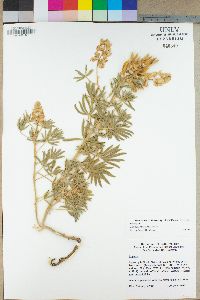 Lupinus formosus image