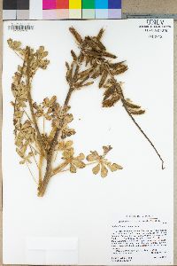 Lupinus hirsutissimus image