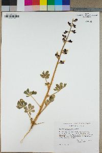 Lupinus hirsutissimus image