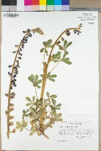 Lupinus hirsutissimus image