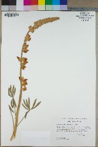 Lupinus magnificus image