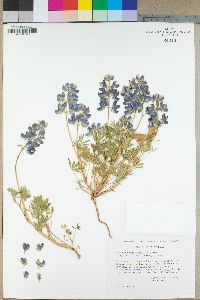 Lupinus nanus subsp. latifolius image