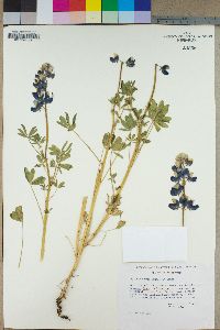 Lupinus nanus image