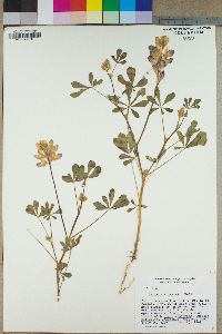 Lupinus stiversii image