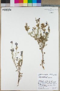 Lupinus sparsiflorus image