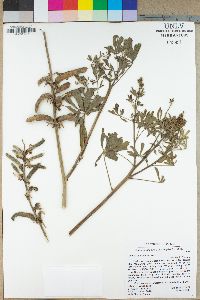 Lupinus succulentus image