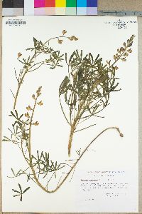 Lupinus truncatus image